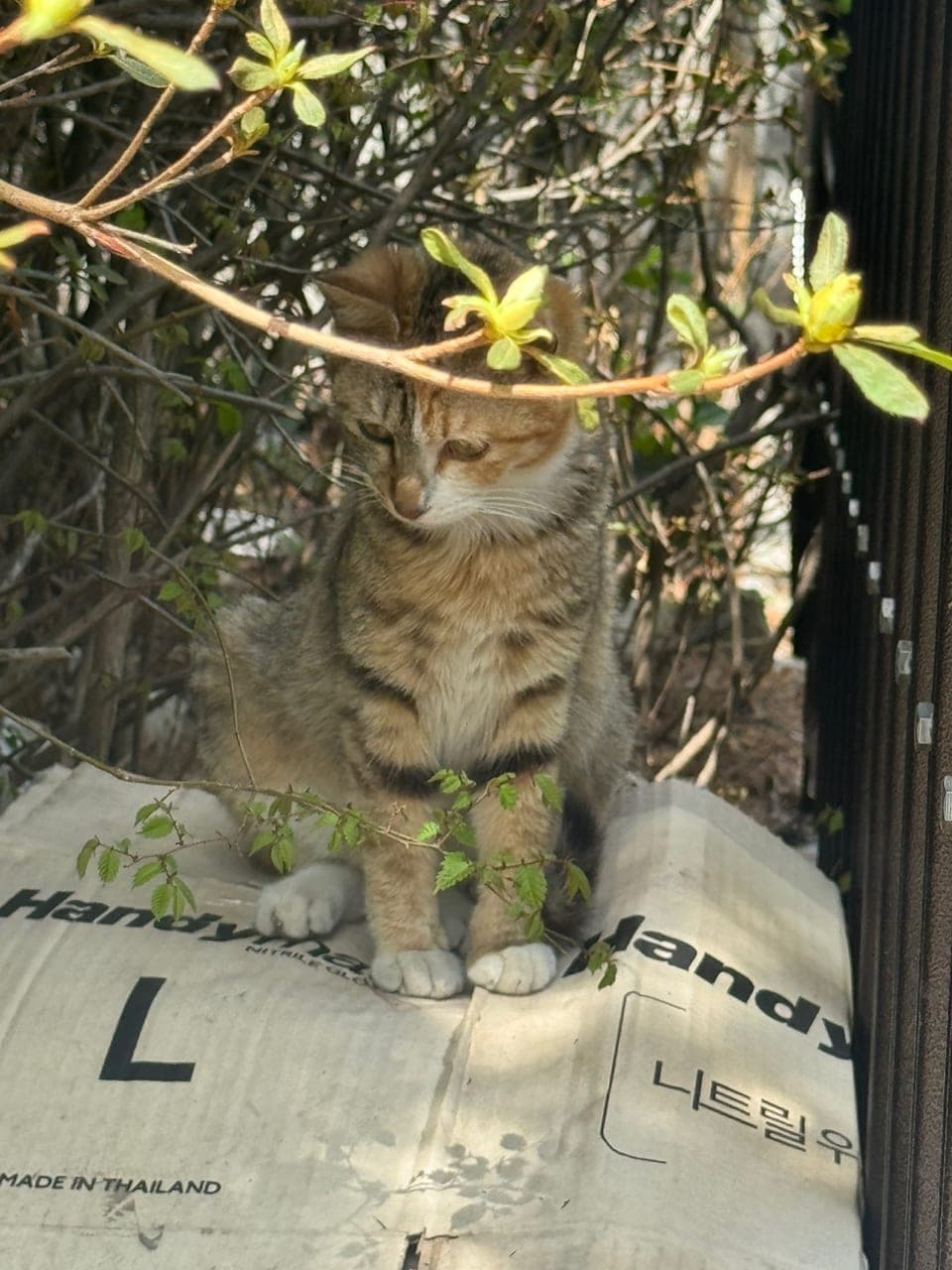 유자