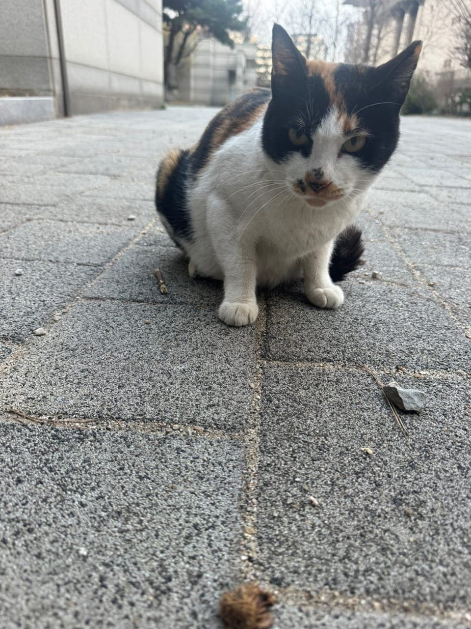 얼룩이