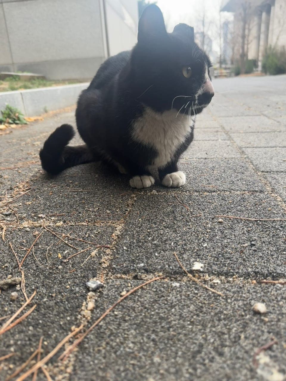 반달이