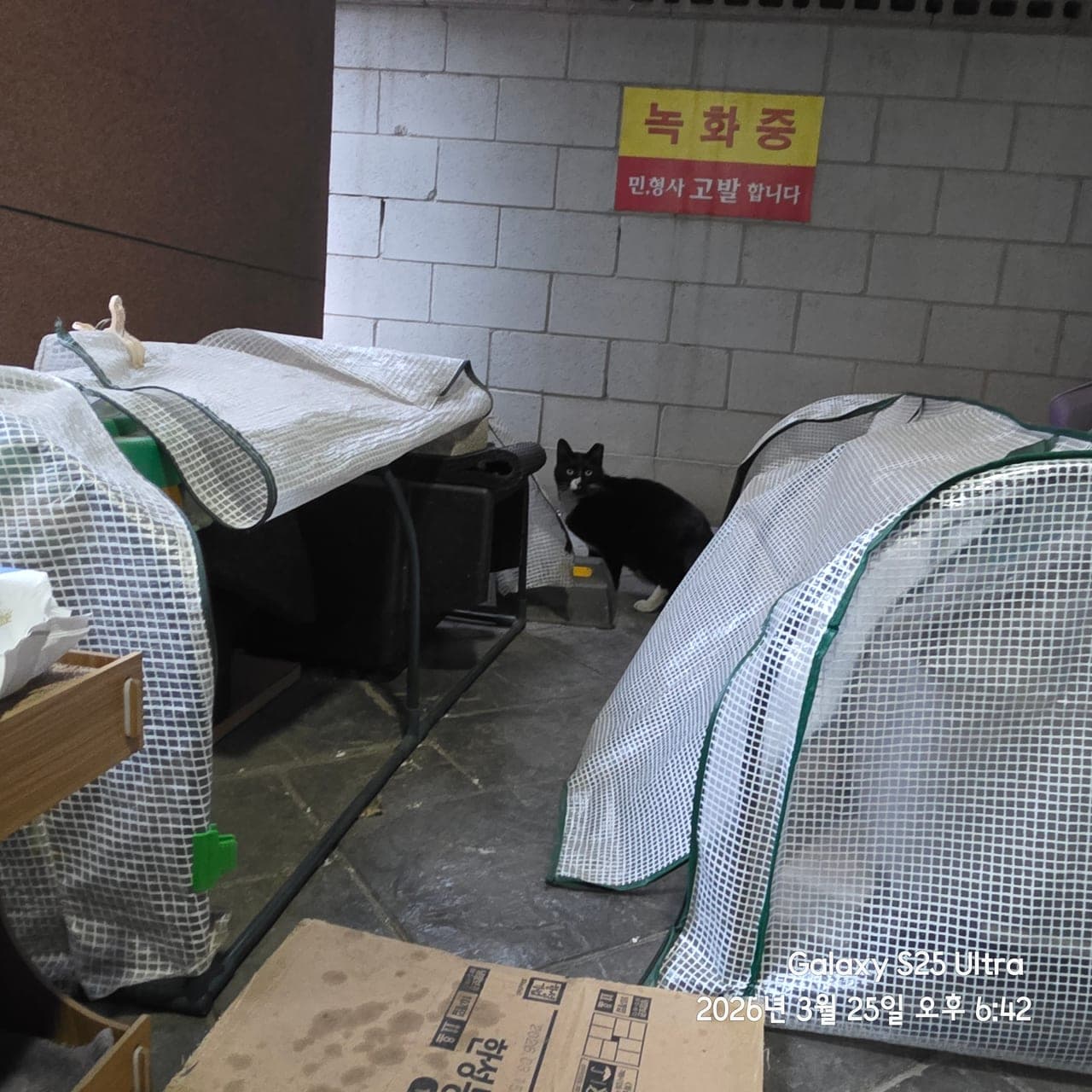 장군이