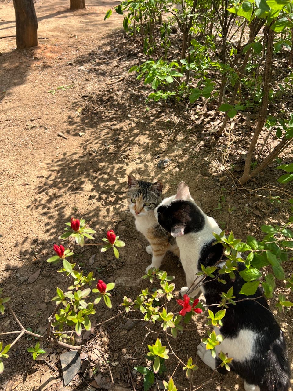 눈이