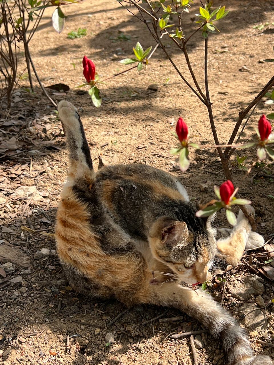 복돌이